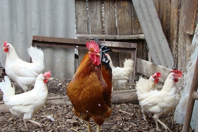 Маг вуду Антон Симаков предстанет перед судом за убийство петуха