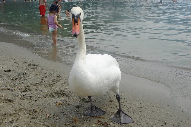 В Македонии туристка загубила лебедя ради фотосессии