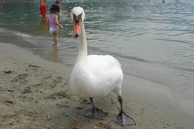 В Македонии туристка загубила лебедя ради фотосессии
