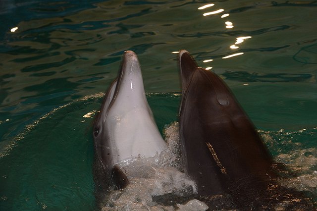 В Екатеринбурге построят дельфинарий