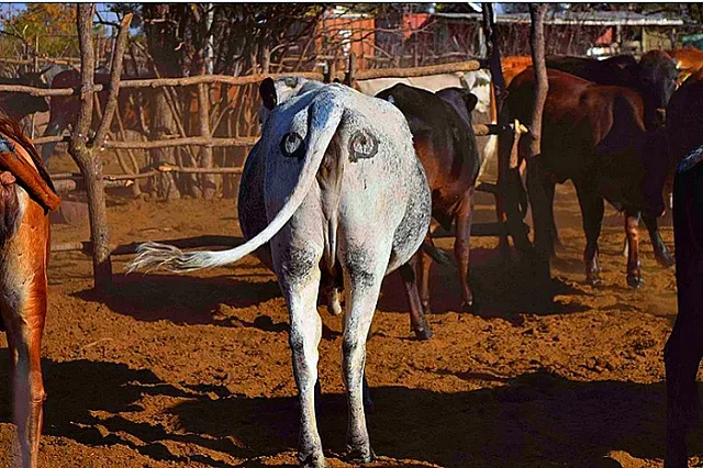 На коровах нарисовали большие глаза, чтобы отпугивать львов