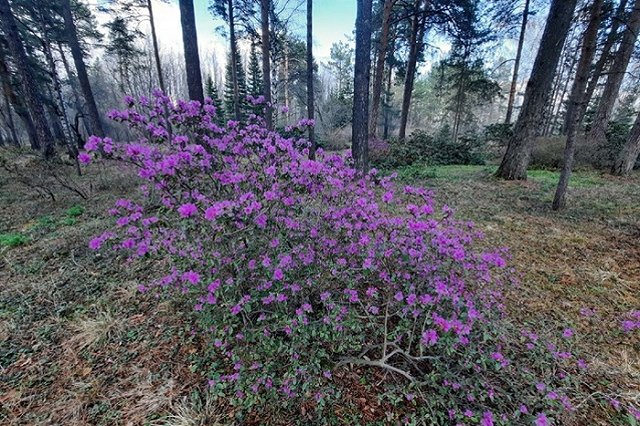 Вход в Ботанический сад вновь стал платным