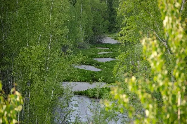 Greenpeace: Из-за добычи торфа в Екатеринбурге начало разрушаться «краснокнижное» болото на Шарташе