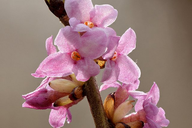 В Екатеринбурге нашли ядовитую ягоду