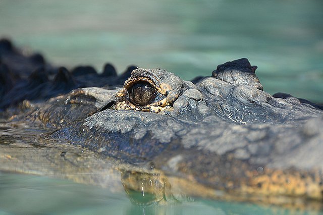 В Екатеринбурге нашли опасный зоопарк с крокодилами