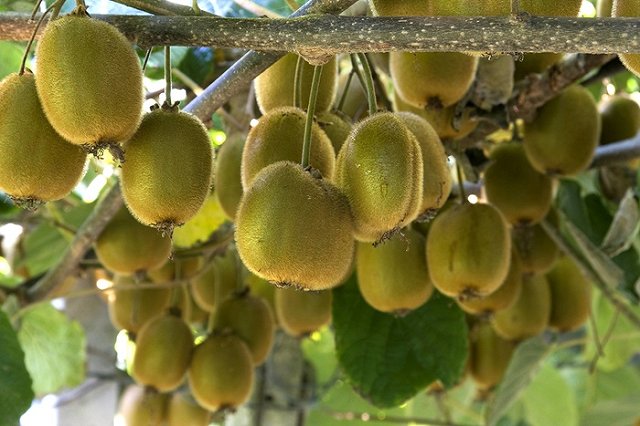 Китай отменит визы для россиян