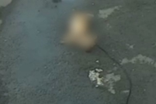 На Урале девочка скинула щенка с крыши многоэтажки