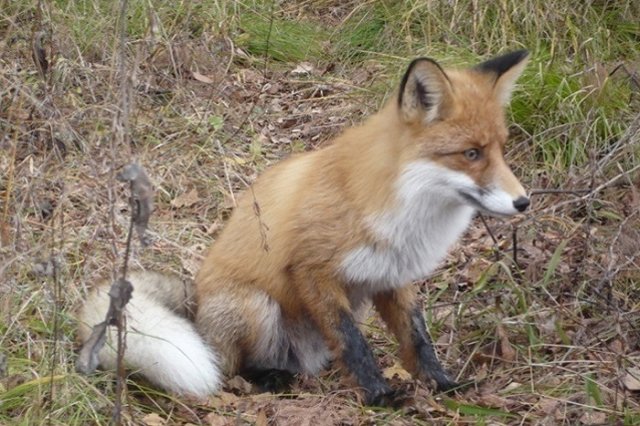 В поселке под Екатеринбургом выявили случай бешенства