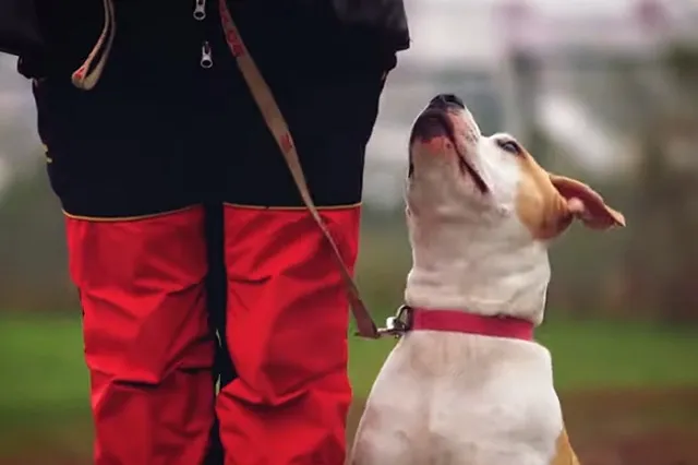 Хозяйка стаффордов, которые едва не разорвали 10-летнего мальчика, заявила об их усыплении