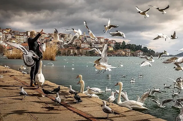 Свердловский депутат предложил штрафовать людей, кормящих голубей