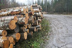 Убийцы пяти лесорубов раскрыли мотивы расправы