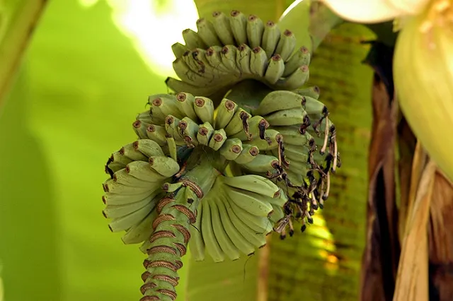 Бананы помогли определить стадию рака кожи