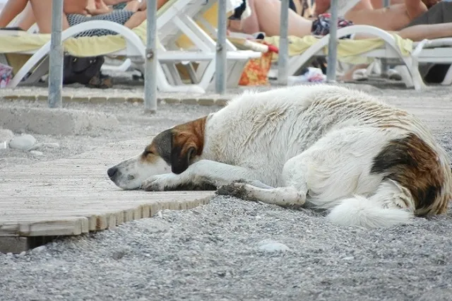Российские специалисты оценят ситуацию с вирусом Коксаки в Турции