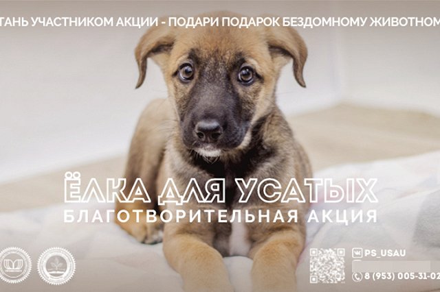 В Екатеринбурге проходит благотворительная акция «Ёлка для усатых»