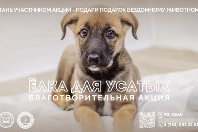 В Екатеринбурге проходит благотворительная акция «Ёлка для усатых»