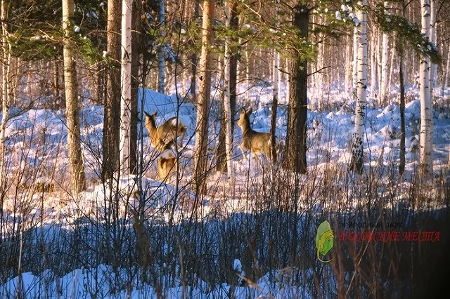 В природном парке «Бажовские места» ввели ограничения в связи с бешенством