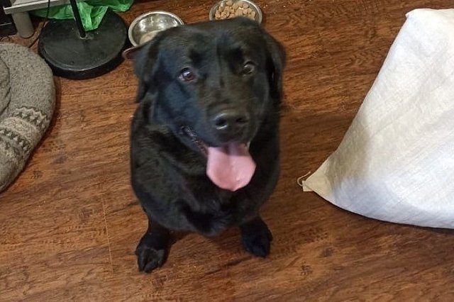 Нашлись хозяева лабрадора, охранявшего тело умершего на улице пенсионера в Екатеринбурге