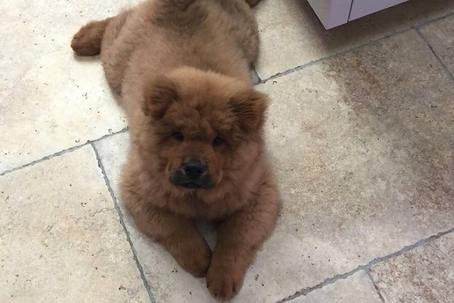 В Великобритании щенка арестовали за укус полицейского