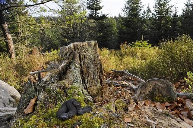 Противоядие поступило в больницу через день после смерти мужчины от укуса гадюки
