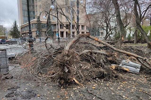 Общественники Екатеринбурга: «А кто защитит скверы от бездействия властей?»