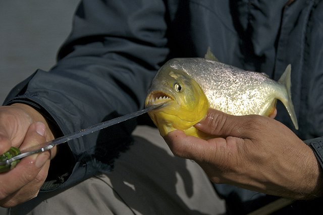 На Урале рыбак поймал в пруду огромную пиранью