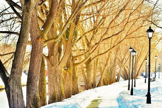 Деревья в парке у Дворца молодежи начали вырубать под строительство дома