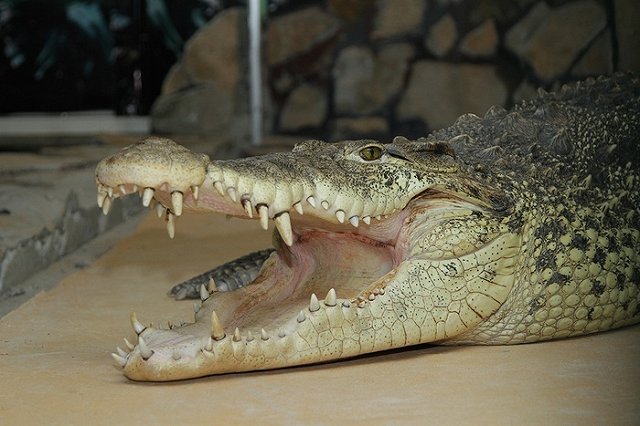 Екатеринбуржцев зовут на показательные кормления Иннокентия