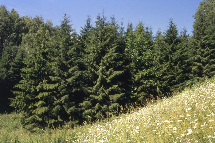 «Неправильный» тип деревьев привёл к глобальному потеплению в Европе