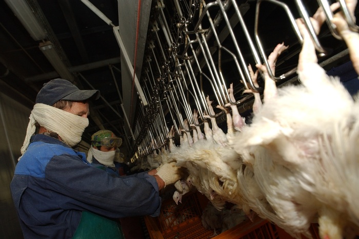 В Среднеуральске проверят птицефабрику, угрожающую экологической катастрофой