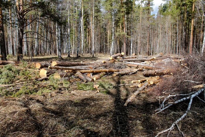 Под Полевским найдены незаконные вырубки леса