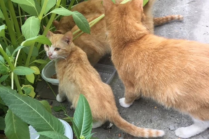 Животные ищут дом! Четыре рыжих котика остались на улице и ждут нового хозяина