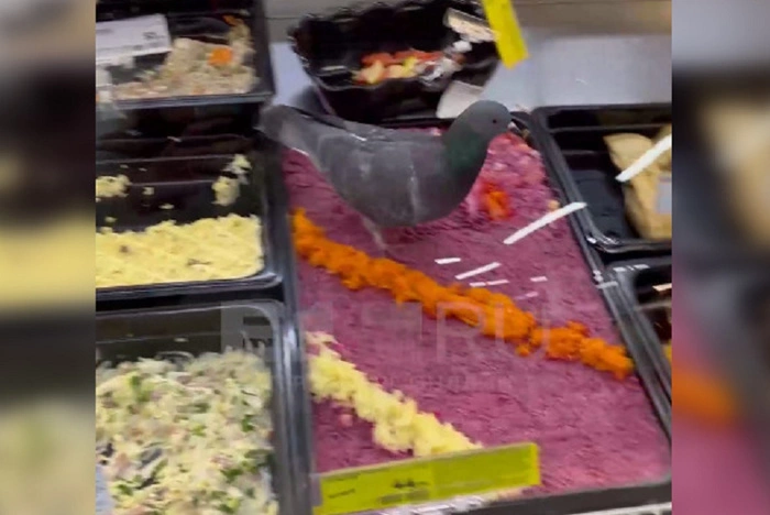 Голубь под шубой? В популярном у свердловчан продуктовом по салатам ходят птицы