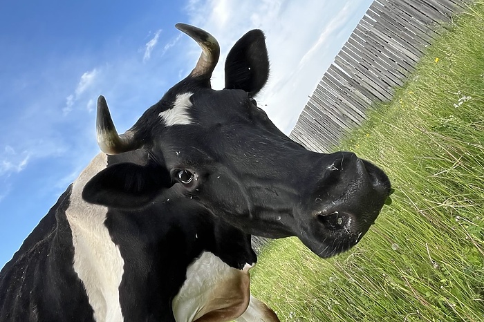 В Свердловской области корова напала на двухлетнего ребенка