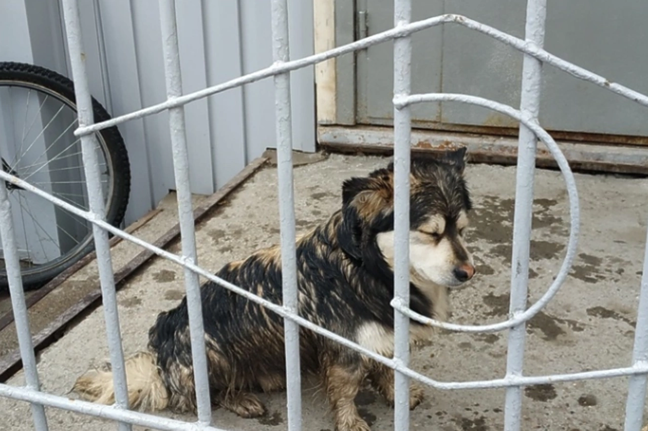 СМИ: В Екатеринбурге гипермаркет на ЖБИ намерен убить бездомную собаку