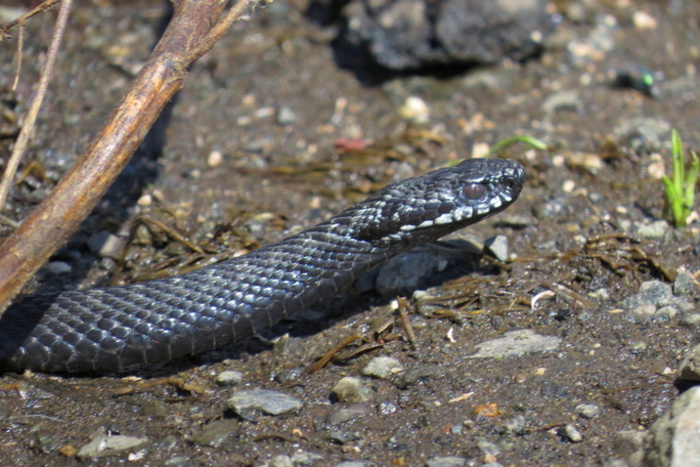 В уральских лесах завелась гигантская черная змея (ФОТО)