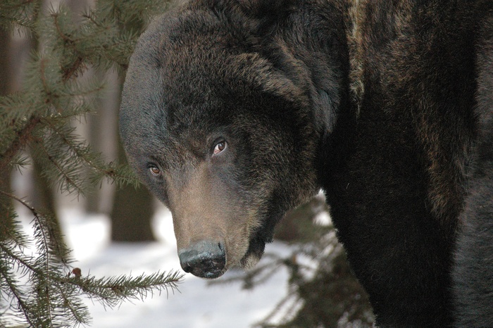 Власти Серова вновь выступили с обращением из-за гуляющего по городу медведя