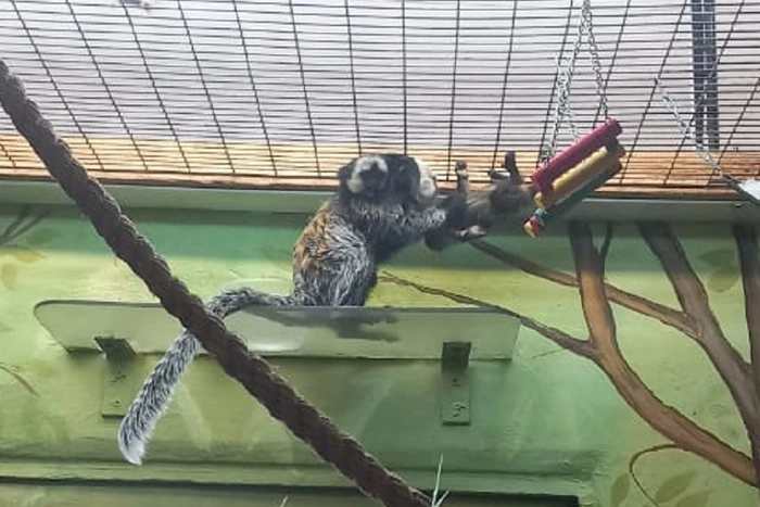 В Екатеринбурге Гермиона и Рон Уизли стали родителями