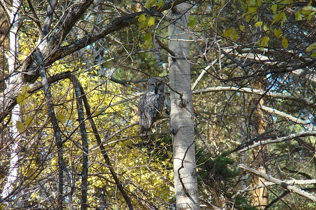 Житель Тюмени на месяц пропал без вести из-за долгов и депрессии
