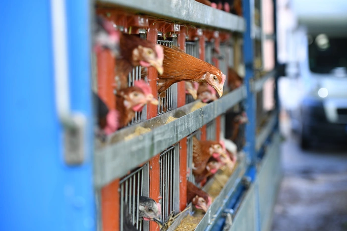 СМИ: Скандал с рутением привел к падению спроса на южноуральскую курятину