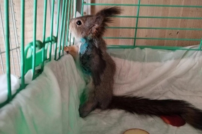 «Остались две культи». В Екатеринбурге в ветклинике спасли белку, которую подростки колотили палкой