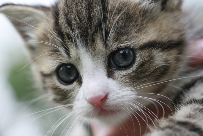 Живодера, мучившего котенка на камеру, полиция нашла за границей