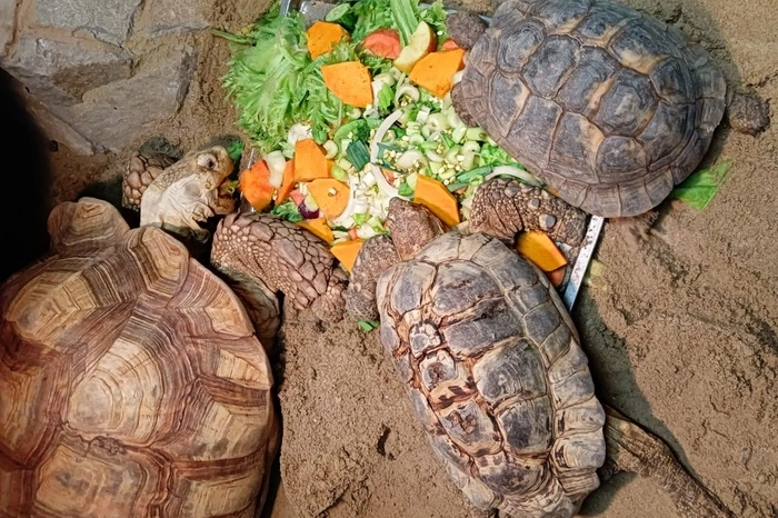 Екатеринбургский зоопарк напомнил о том, как попасть туда бесплатно