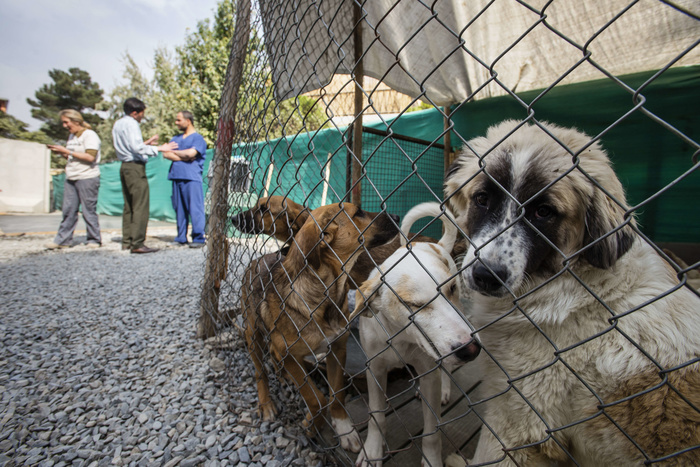 Почти 200 бездомных собак обрели новых хозяев