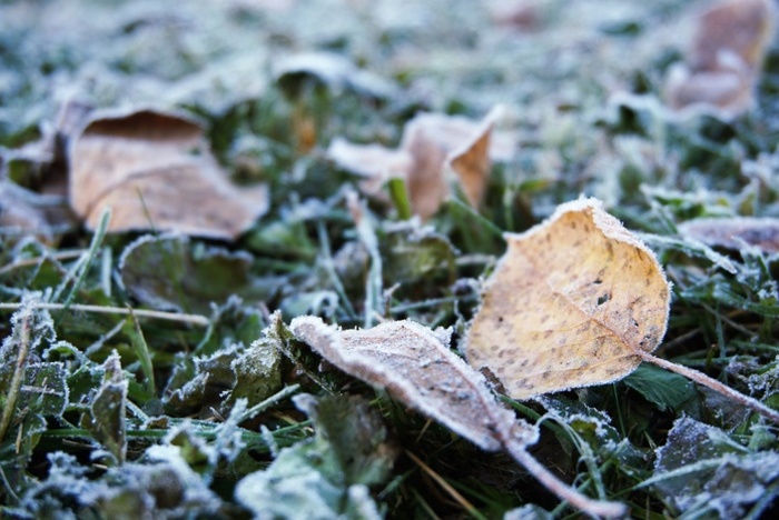 МЧС предупредило о заморозках в Свердловской области