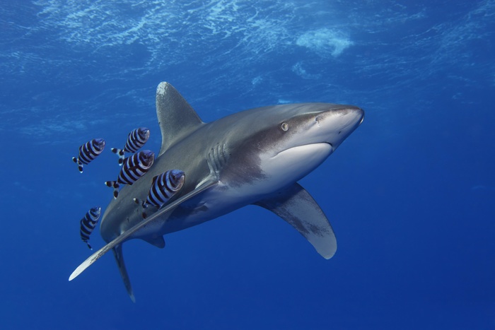 В Египте акула убила туриста из Чехии