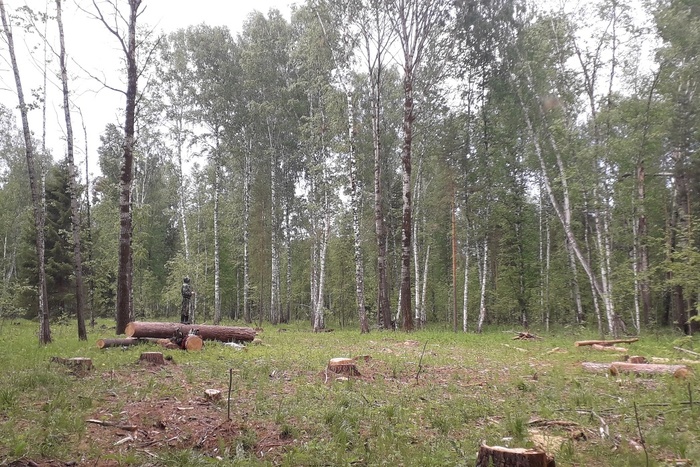 На Урале двое местных жителей срубили деревьев почти на 1 миллион рублей
