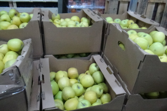 Таможенники Екатеринбурга уничтожили полторы тонны санкционных яблок