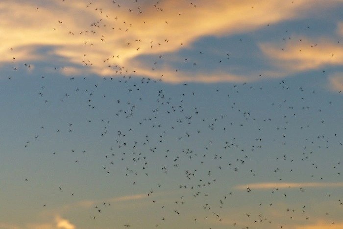 Екатеринбуржцы пожаловались на нашествие зеленых насекомых