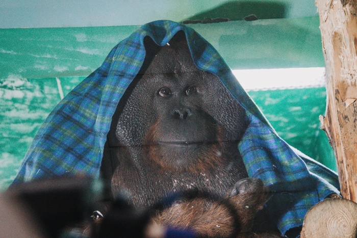 Фрукты, плед и детский творожок: орангутан Захар освоился в зоопарке