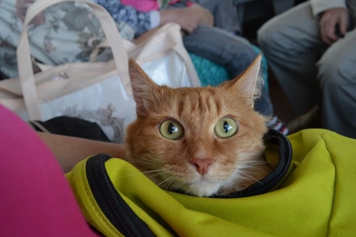 Бесплатный проезд для домашних питомцев будет действовать 30 ноября